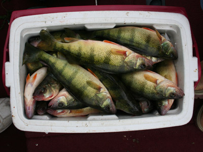 perch catch at Lake Mendota