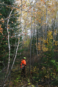 Fall hunting