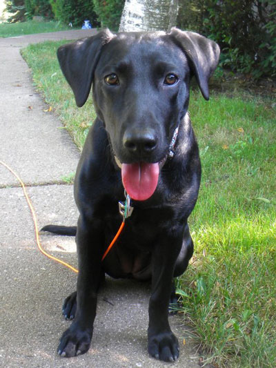 black lab puppy 