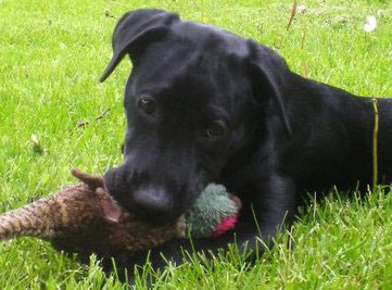 labrador retriever puppy