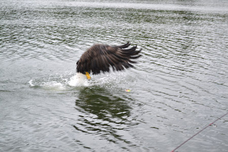 An eagle struggles against the weight of a musky rod, after it hitting a live sucker rig on a lake in Oneida County