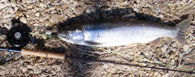 fish laying on shore next to a fishing pole