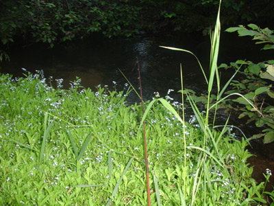 Fishing below a floating garden