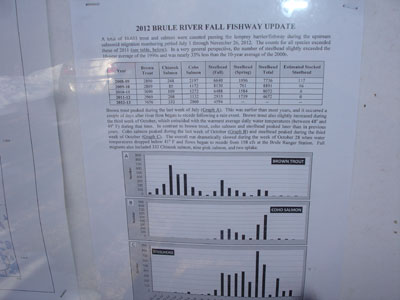 Brule River migratory fish counts