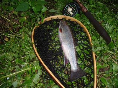 Brook trout from a small stream in Douglas County