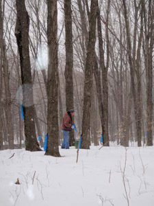 collecting maple syrup