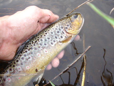 Brown Trout Released