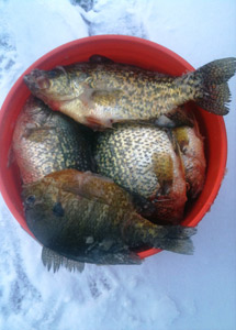 crappies and bluegills