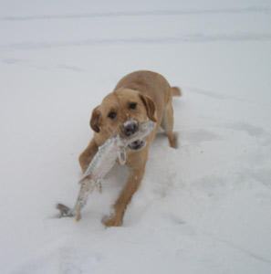 northern retrieving