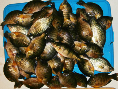 panfish