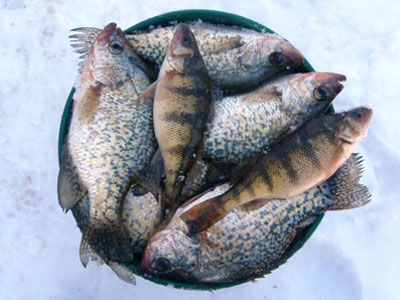 crappies and perch