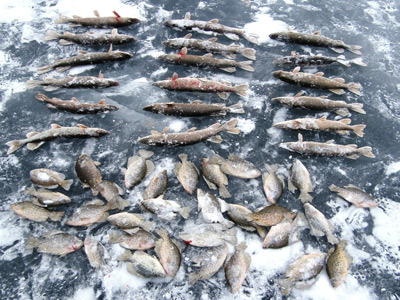 ice fishing catch