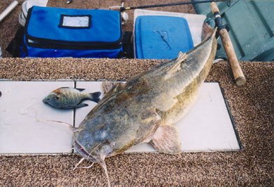 Mississippi River Fishing Lacrosse WI