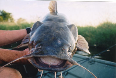 Mississippi River Fishing Lacrosse WI