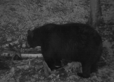 Central Wisconsin black bear investigating the bating station