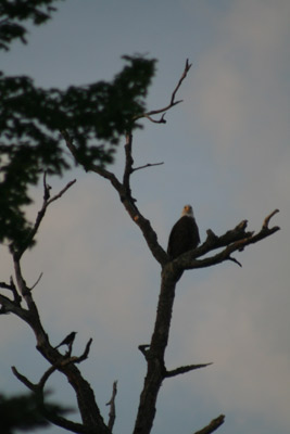 Bald Eagle