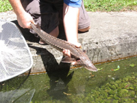 Sturgeon being released into display pond. WDNR Photo
