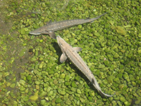 Lake sturgeon in the Wild Rose hatchery show pond is one more reason to visit that hatchery. WDNR Photo