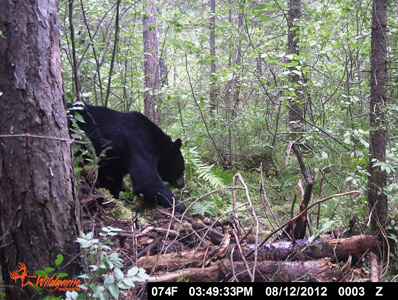 Wisconsin bear baiting
