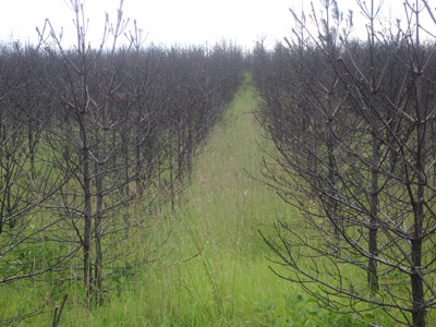 Aftermath of a pine tree crown fire