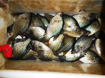 pile of crappies