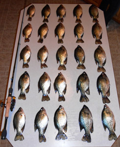 crappies