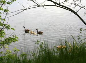Pair of Wisconsin Malards with ducklings