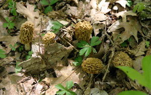 Morels Mushrooms