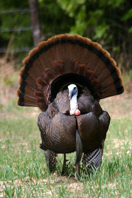 Wisconsin spring turkey hunting