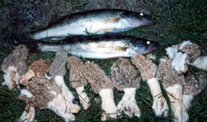 Wisconsin walleye and morel mushrooms