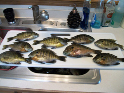 fishing for bluegill in Northwest Wiscosnin