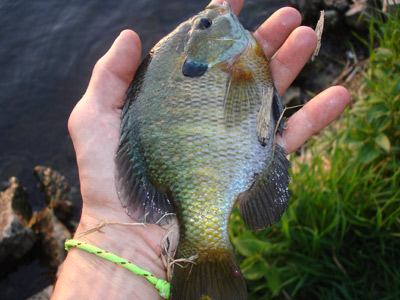 Lake Winnebago bluegill