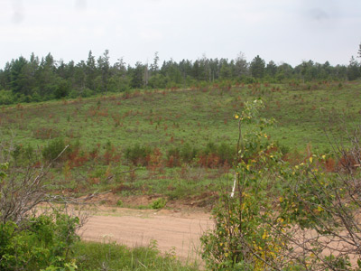 Northwest Wisconsin’s Pine Barrens