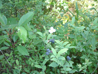 A hard-searched cluster of berries