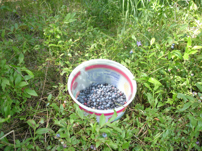 A small dividend from the “blueberry barrens”