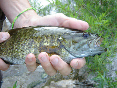 Milwaukee River smallmouth