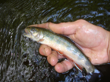 trout fishing