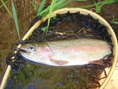 A brown trout falls for a Muddler Minnow fly on the Brule