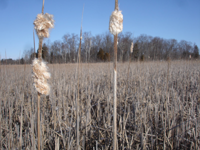 cattail view