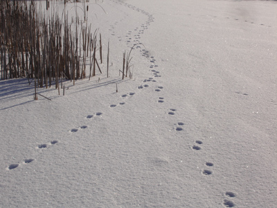 coyote tracks