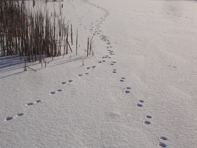 coyote tracks