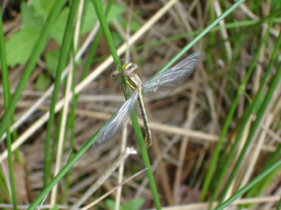 Dragon fly