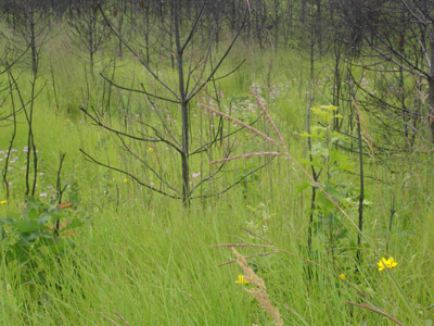 Grasses and wildflowers flourish beneath the scorched trees