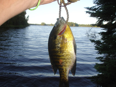 Out of the flowage and into the frying pan