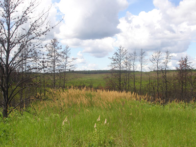 Pine barren view in Douglas County
