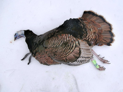 wisconsin turkey hunting
