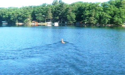 Deer I saw crossing the lake we were fishing last week.