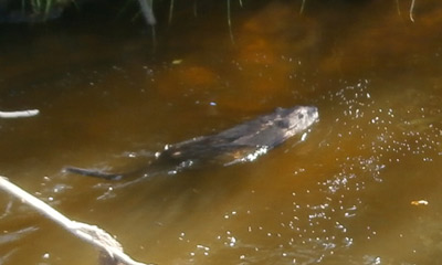  muskrat that I caught on camera as he tried to sneak past he boat on the Wisconsin River.