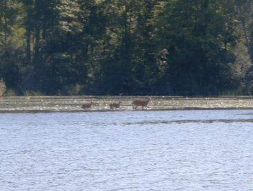 Deer Wisconsin River backwaters