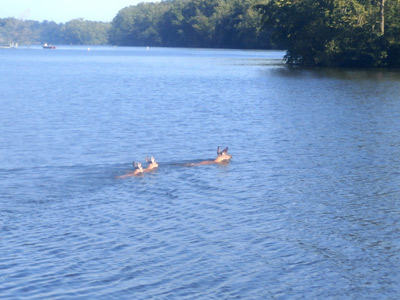 A family of deer that jumped into the river right next to me last week during a tournament